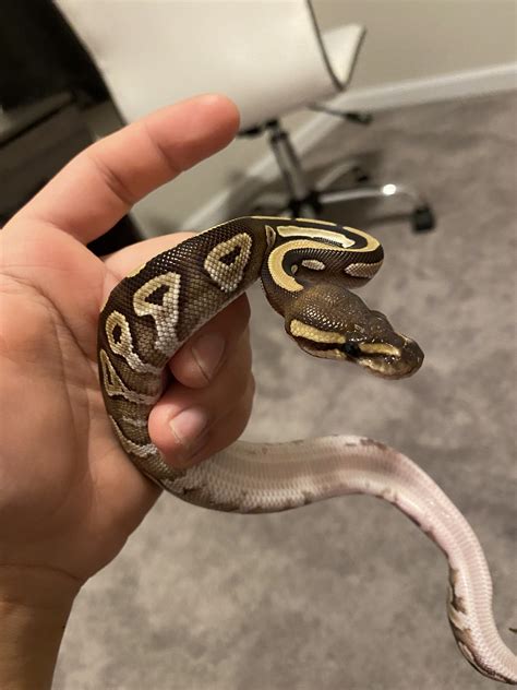 normal ball python|list of ball python morphs.